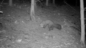 Pine marten on a trail camera