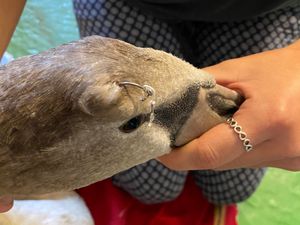 Supporting image for story: Telford swan rescued after fishing hook embedded in head