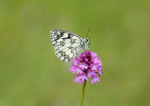 Marbled White. Photo by Ian H Leach
