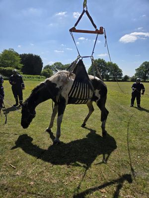 The horse was helped upright by fire crews using hydraulic equipment. Picture: Amber Watch Wellington