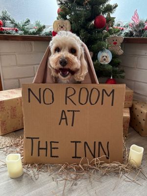 Poppy as the Inn Keeper from the Midlands. 