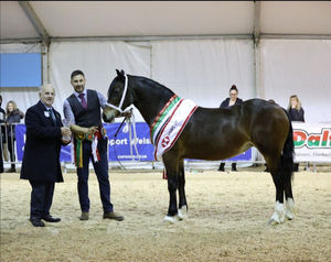 Supreme Horse Champion: Coedwigddu Princess Rosia, a Section D Welsh Cob, from S. James of Brynlluan, Carmarthenshire and handled by Gareth Lapping.