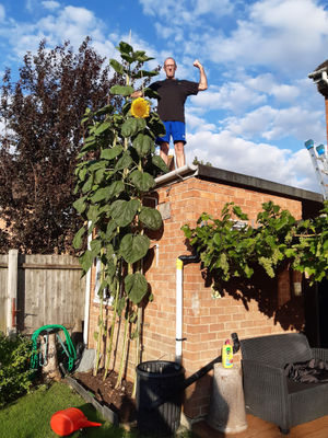 Bryan with his 14 feet tall Sunflower