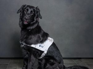 Supporting image for story: Shrewsbury group reaches milestone target for Guide Dogs