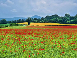 Supporting image for story: Beauty of Shropshire caught on camera