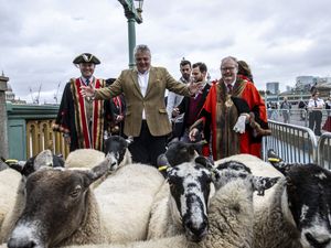 Supporting image for story: Celebrity chef Richard Corrigan herds sheep over bridge in London