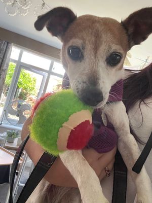 Daisy May, the dog, settling into her new home