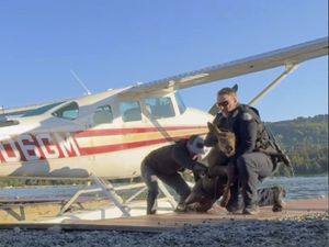 Supporting image for story: Moose calf trapped in lake rescued as worried mother watches