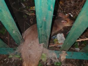 Supporting image for story: Deer rescued from railings after police respond to 'person screaming for help'