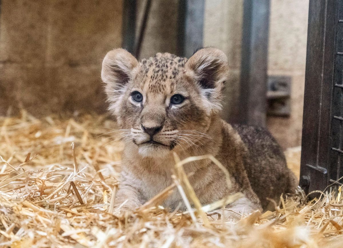Playful trio of lion cubs delight in adorable video at West Midlands Safari Park