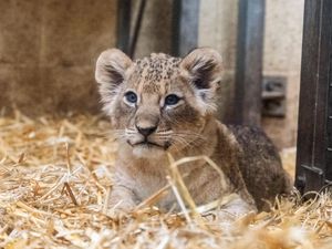 Supporting image for story: Playful trio of lion cubs delight in adorable video at West Midlands Safari Park