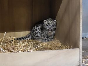 Supporting image for story: Watch: Cameras capture adorable footage of first-ever snow leopard cub born at Chester Zoo