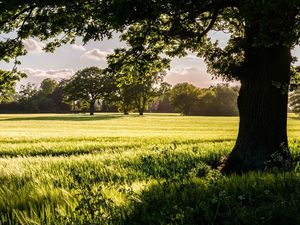 Supporting image for story: Overhanging trees 'should be cut back by council'