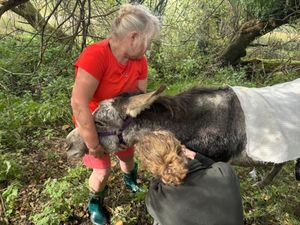 Supporting image for story: 'Freebie' the donkey rescued by firefighters after becoming trapped in a ditch near Oswestry