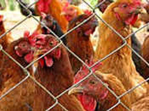 Supporting image for story: County ban on poultry markets