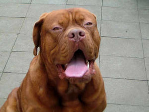 Supporting image for story: Appeal as second rare Dogue de Bordeaux found