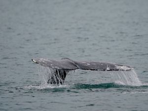 Supporting image for story: Whale population recovers five years after hundreds washed up dead