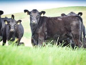 Supporting image for story: Farmers urged to choose breeds which thrive on grass 
