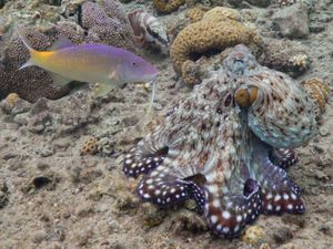 Supporting image for story: Octopuses and fish hunt together, taking it in turns to lead – study