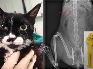 Supporting image for story: Meet Daisy - the man eater: Three-inch toy removed from cat