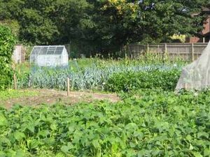 Supporting image for story: Bishop's Castle allotment site could be saved