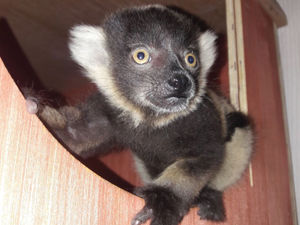 Supporting image for story: What a cutie! First lemur born at Dudley Zoo in more than 20 years
