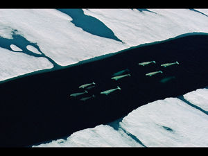 Beluga whales swim along ice crack, Delphinapterus leucas, Canadian Arctic, summer. July 1993