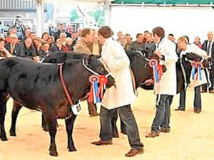 Supporting image for story: Farming Talk: Beef Expo has lots of industry advice on offer