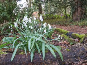 Supporting image for story: A fabulous new year of great gardens to visit in 2026 -here's what to look forward to