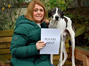 Supporting image for story: Telford dog rescue centre launches £50k fundraiser to improve 'tired' facilities