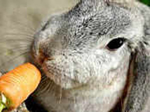 Supporting image for story: A council that hates wildlife