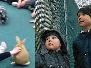 Supporting image for story: Pupils hopping mad at Brierley Hill school bunny ban