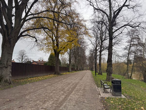 Supporting image for story: Riverside footpath in Shrewsbury's Quarry to close so ageing and 'unsafe' lime trees can be removed