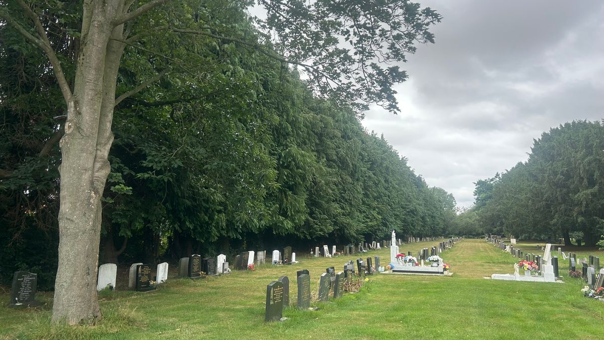 'Expensive but necessary': Non-native trees in Newport cemetery to be replaced with hedgerow after wildlife audit