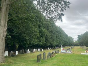Supporting image for story: 'Expensive but necessary': Non-native trees in Newport cemetery to be replaced with hedgerow after wildlife audit