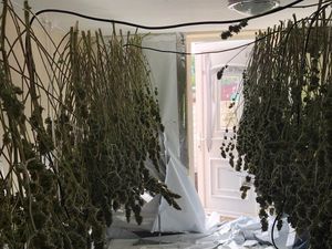 Supporting image for story: Police raid cannabis factory at Black Country home