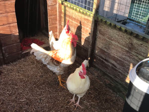 Supporting image for story: Cockerels found straying near racecourse