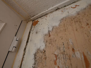 Supporting image for story: Housing associations must deal with black mould problems