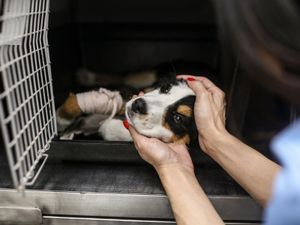 Supporting image for story: Health, environment and animal charities benefit most from local donors