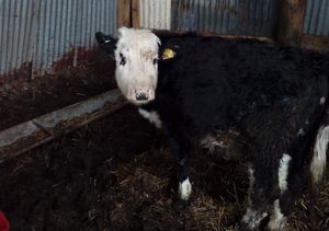 One of the cows found in the field