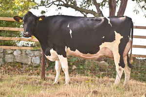 A cow from the Dilandy Holstein Herd.

 