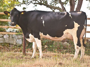 Supporting image for story: Three generations of Shropshire dairy farming comes to an end with herd going under the hammer at dispersal sale