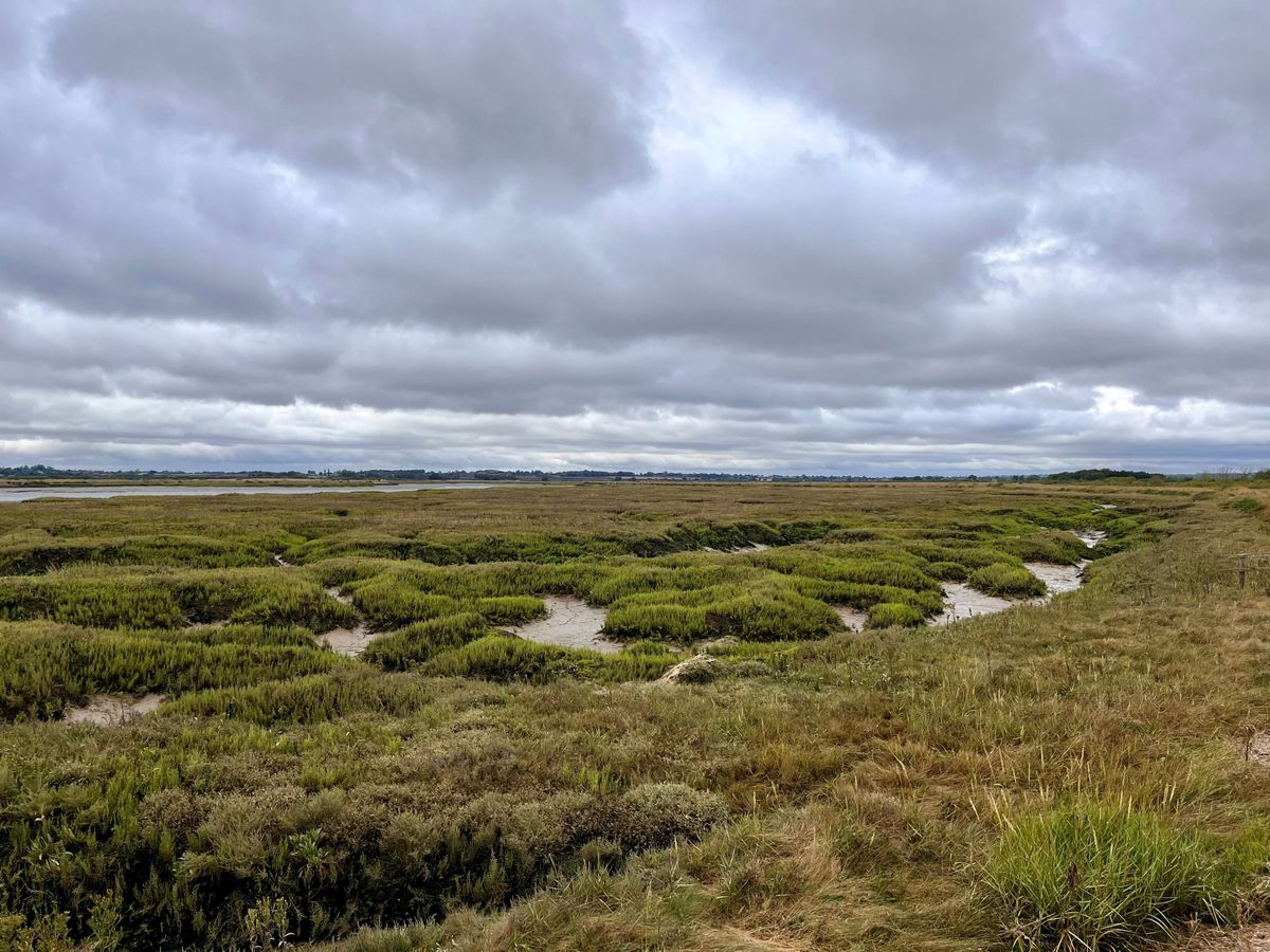 ‘Mud matters’ – research shows saltmarshes are significant carbon store