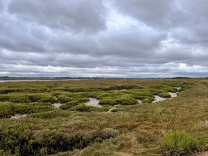 Supporting image for story: ‘Mud matters’ – research shows saltmarshes are significant carbon store