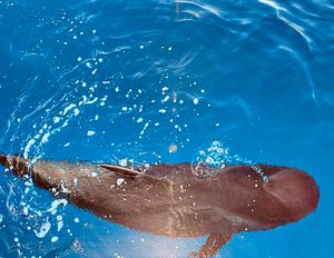 Whale of a time – watching the ocean wildlife