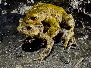 Male and female toad making their way to a local pond
