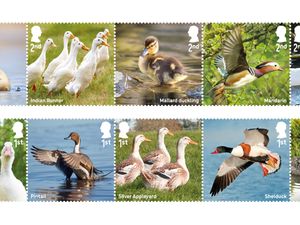 Supporting image for story: Royal Mail issues quacking collection of stamps celebrating duck species