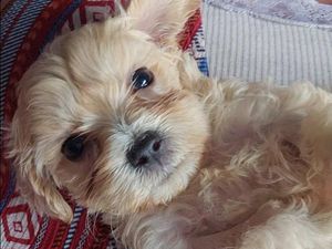 Supporting image for story: Puppy dumped at Wolverhampton canal with 'leg ripped off' is 'fighting hard' for her survival