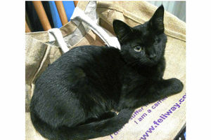 Supporting image for story: Shropshire Cat Rescue charity's mascot Matilda is missing