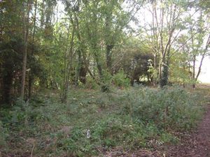 Supporting image for story: Thousands of bulbs dug up and replanted around Newport ahead of homes development